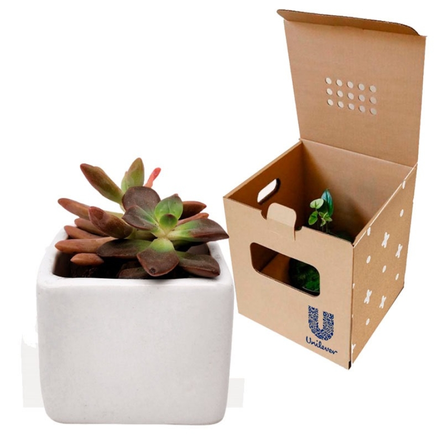 Maceta Viva Cubo