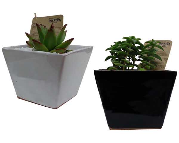 Cactus / Suculentas 1-NAT1030