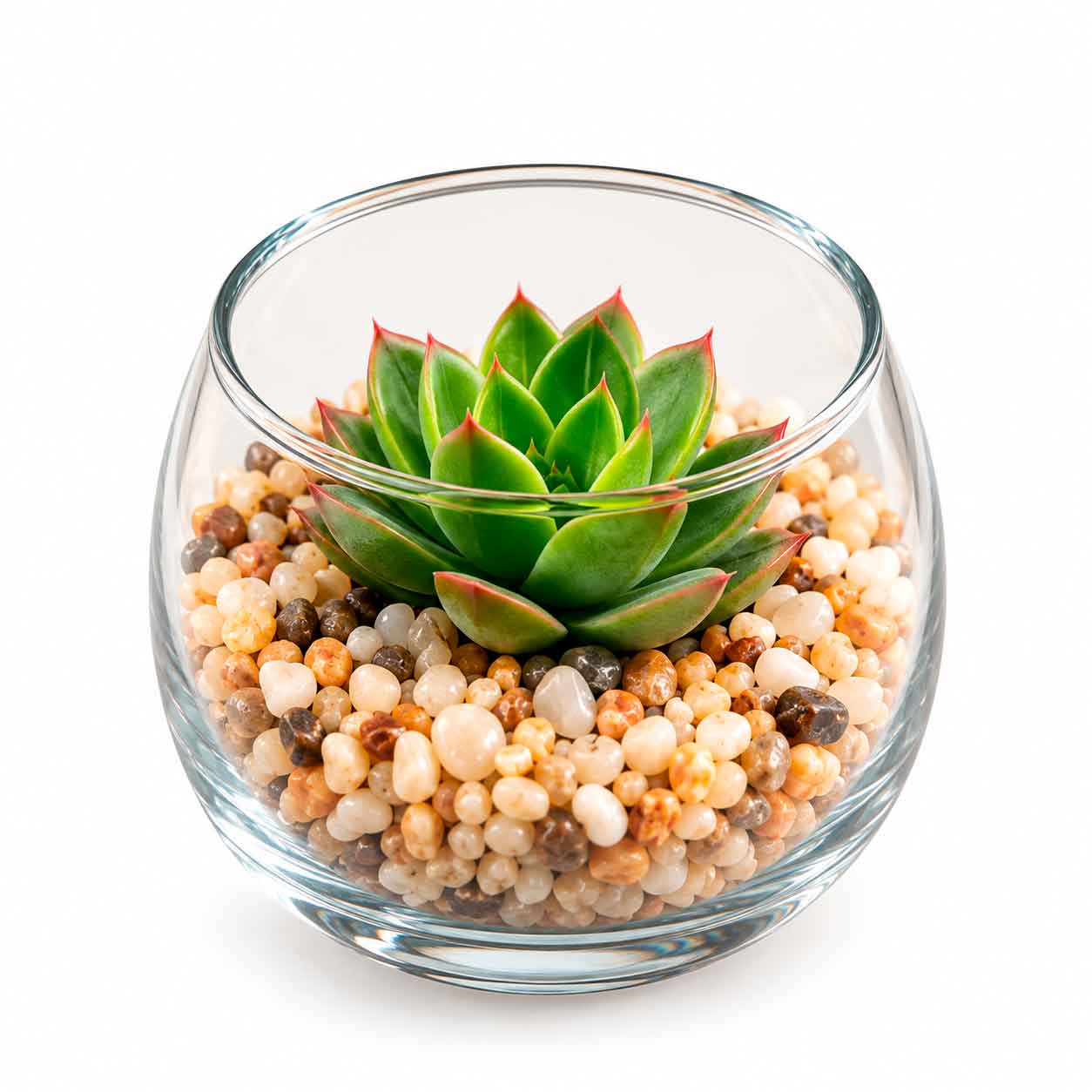 Cactus / Suculentas 2-NAT1031