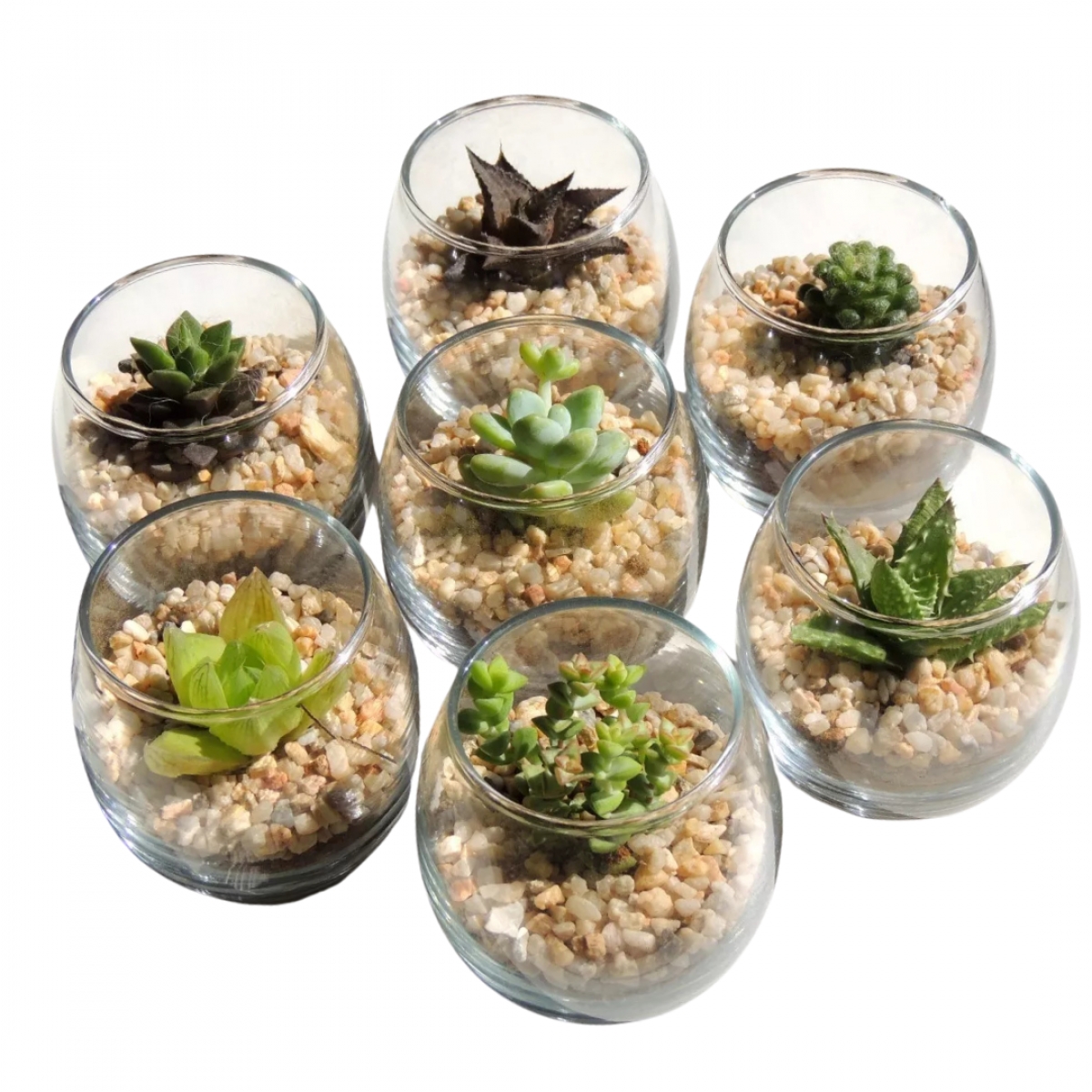 Cactus / Suculentas 2-NAT1031