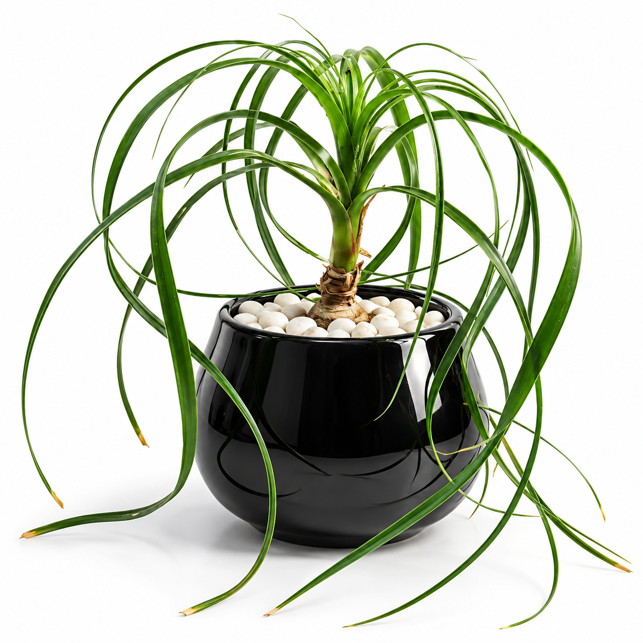 Planta de Escritorio-NAT1037
