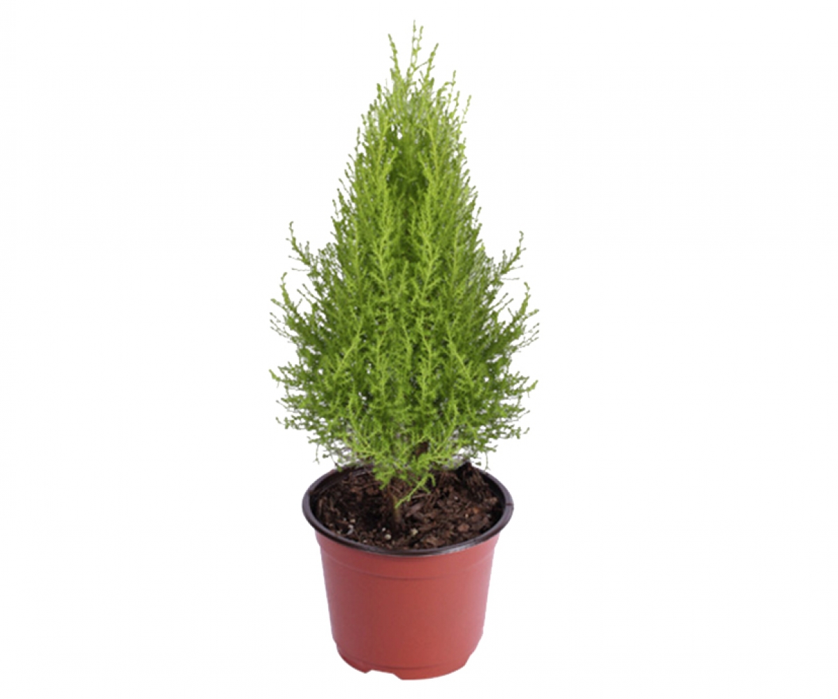 Arbol Vivo - NAT1053