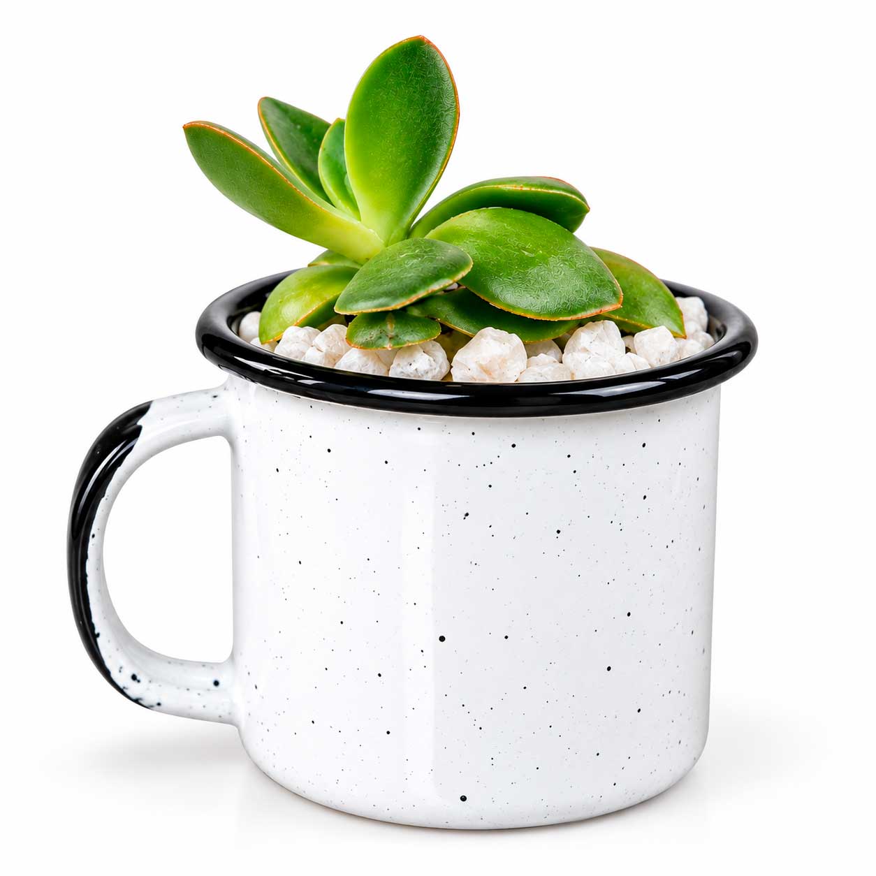 Minipot Viva Peltre - NAT1063