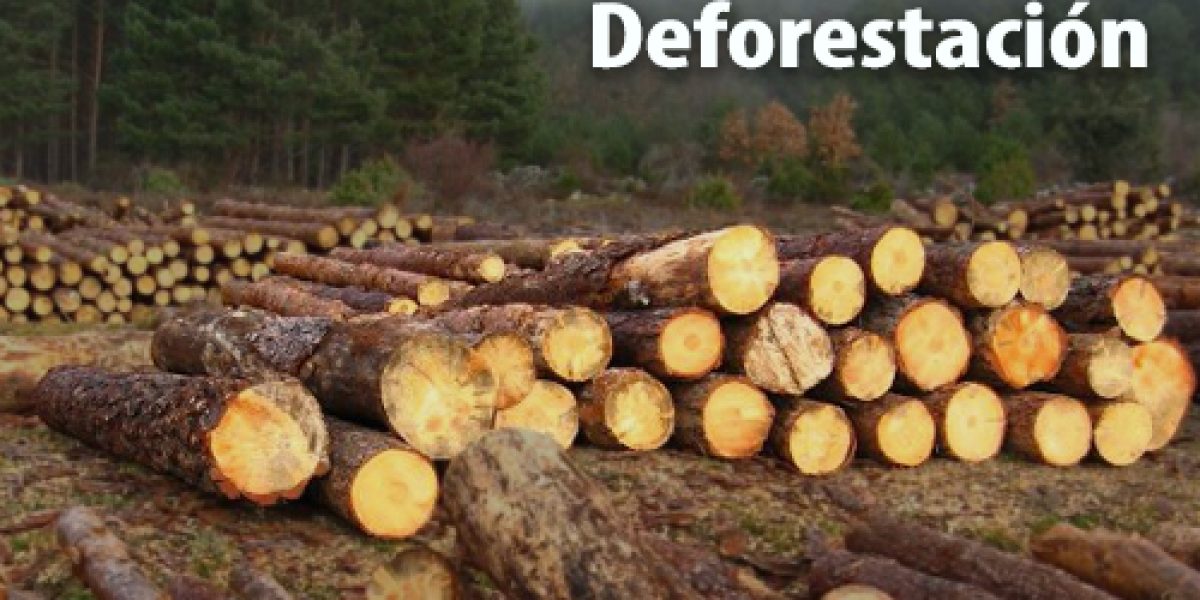 Grupo Green Market | El Daño que Causa la Deforestación Grupo Green Market | El Daño que Causa la Deforestación