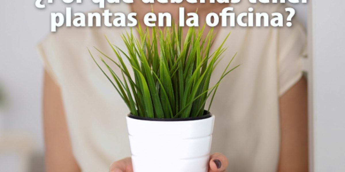 Grupo Green Market | ¿Por qué deberías tener plantas en la oficina?