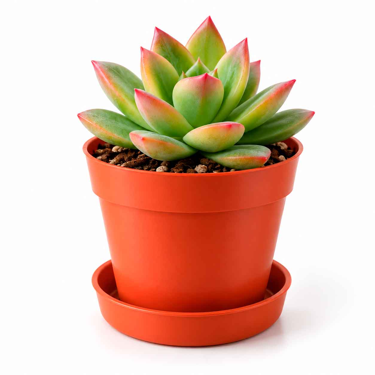 Suculenta Mini