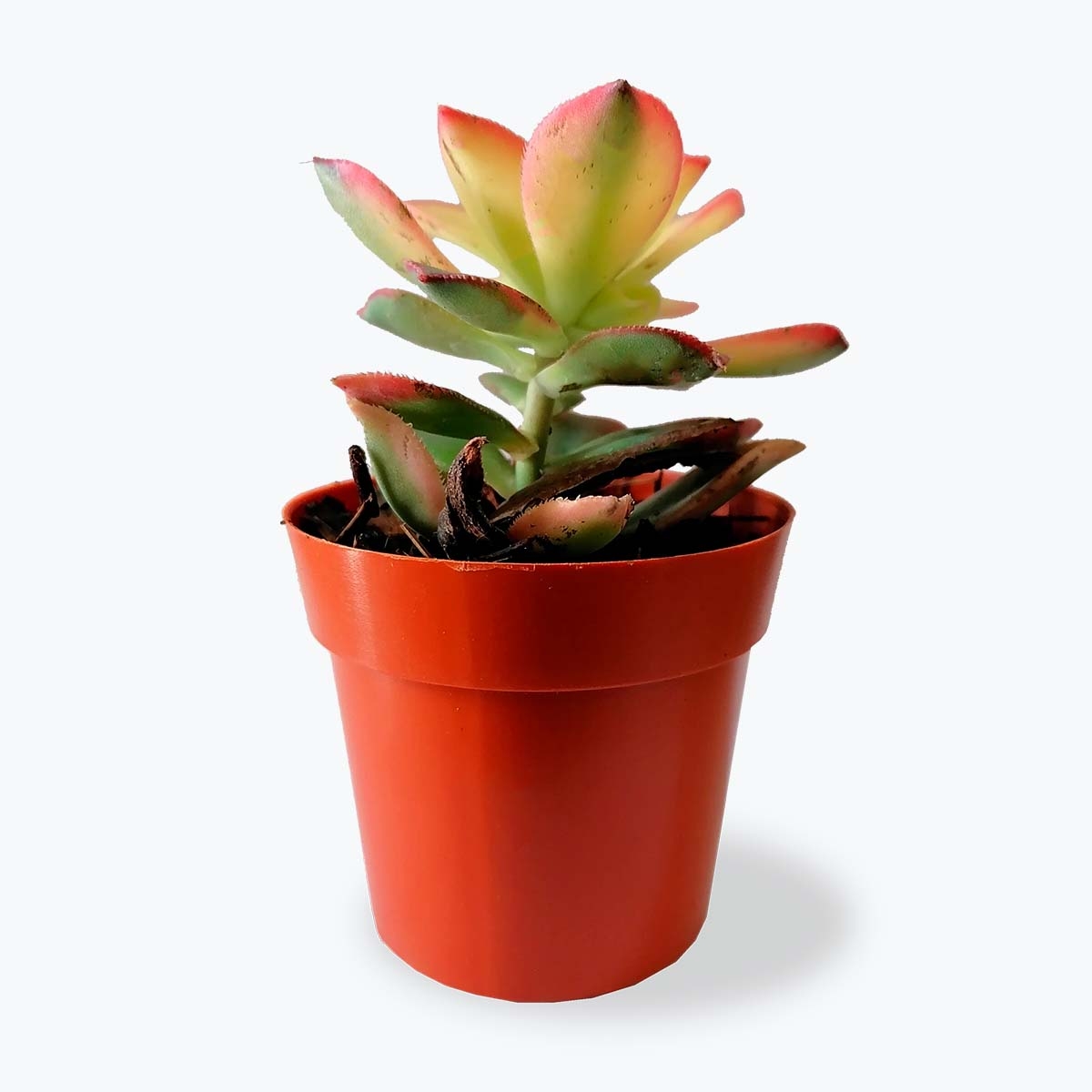 Suculenta Mini