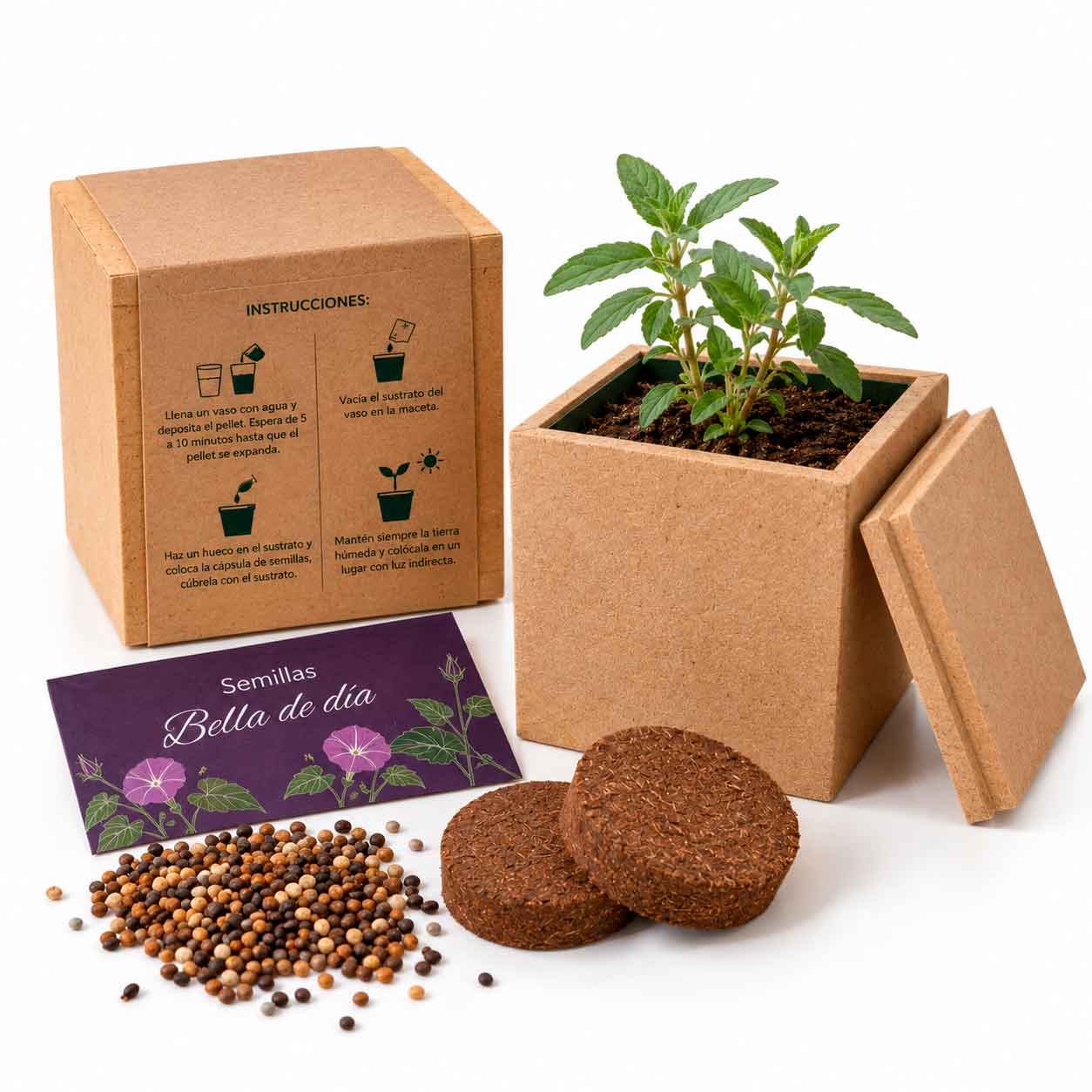 Box Pot
