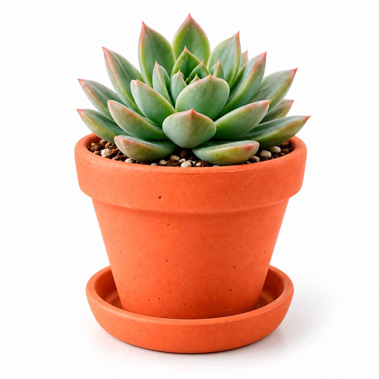 Suculenta Barro
