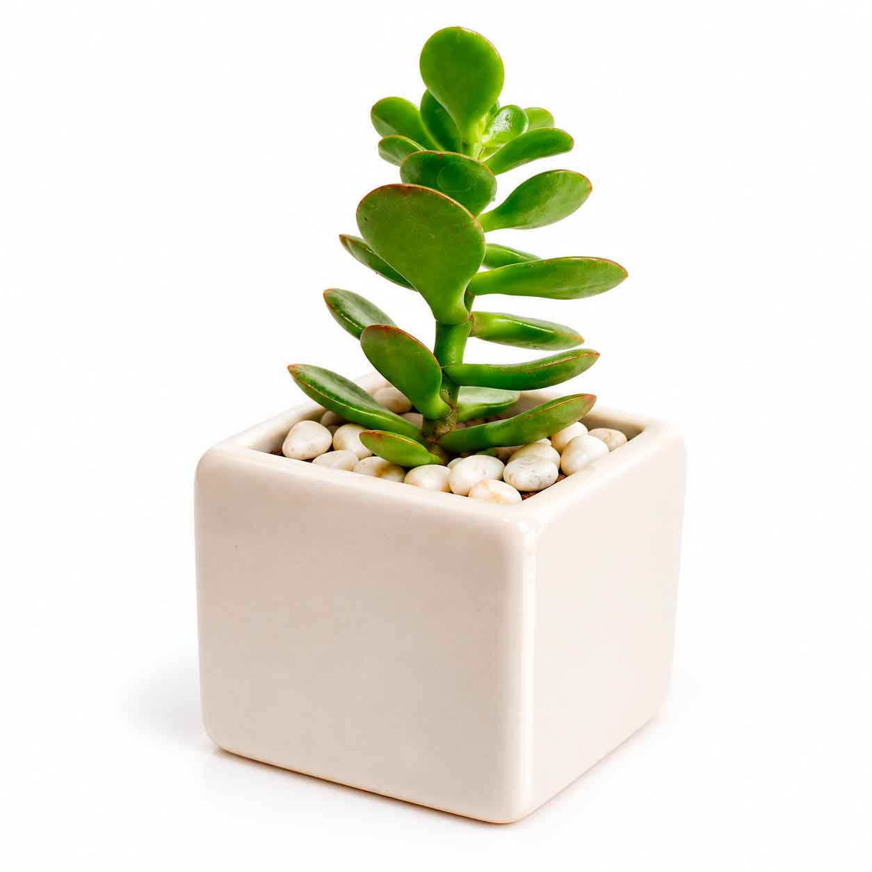 Maceta Viva Cubo